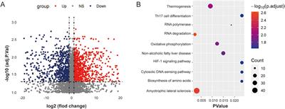 Ouabain-mediated downregulation of ALKBH5 and IGF2BP2 inhibits the malignant progression of DLBCL